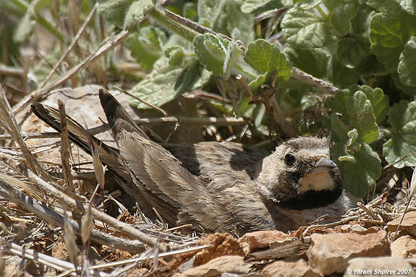  צחיחנית החרמון  Horned Lark  Eremophila alpestris                             הר החרמון מאי 2007.צלם:יורם שפירר 